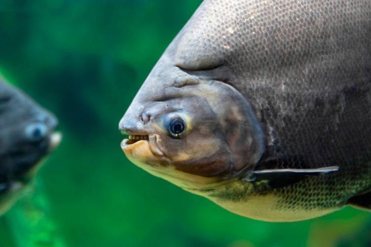 Do Fish Have Teeth? 5 Facts You Didn't Know - The Pets and Love