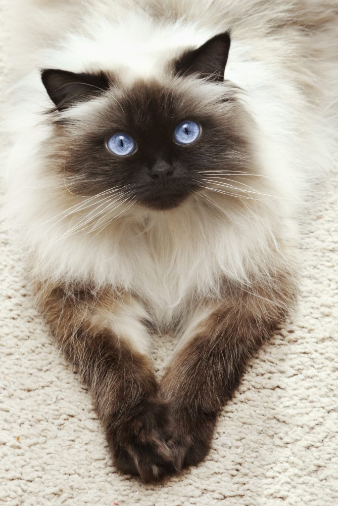Are Himalayan Cats Hypoallergenic Allergy Management For You And Your Kitty The Pets And Love