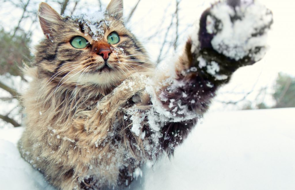 Are Siberian Cats Hypoallergenic? Tips for Families with