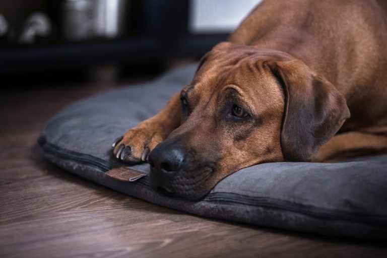 Can Rhodesian Ridgeback Be Left Alone? The Pets and Love