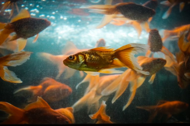 Your Fish Can Drown In Water. Here is Why.