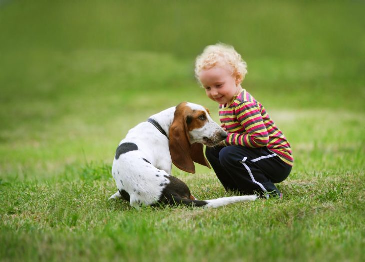 are basset hounds good pets