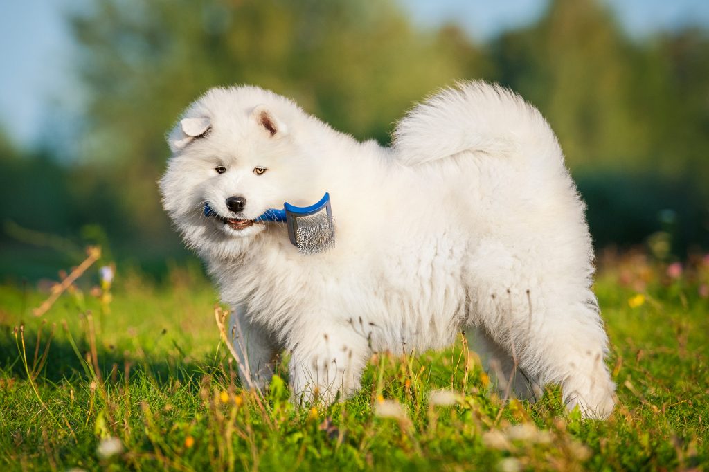 samoyed dog shed