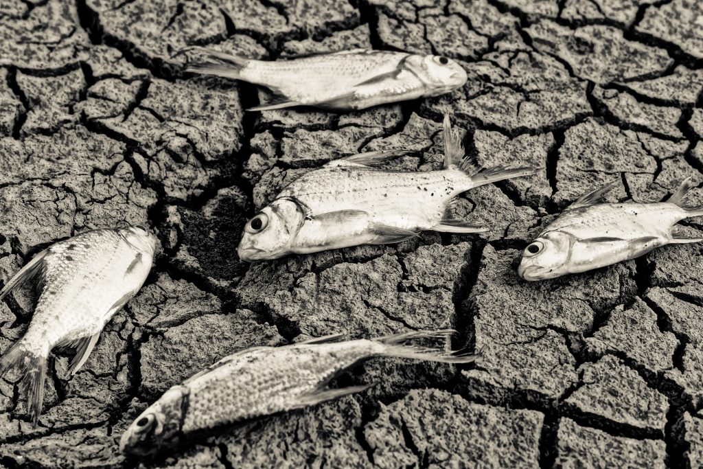 Do fish have lungs? (With helpful infographics) The Pets and Love