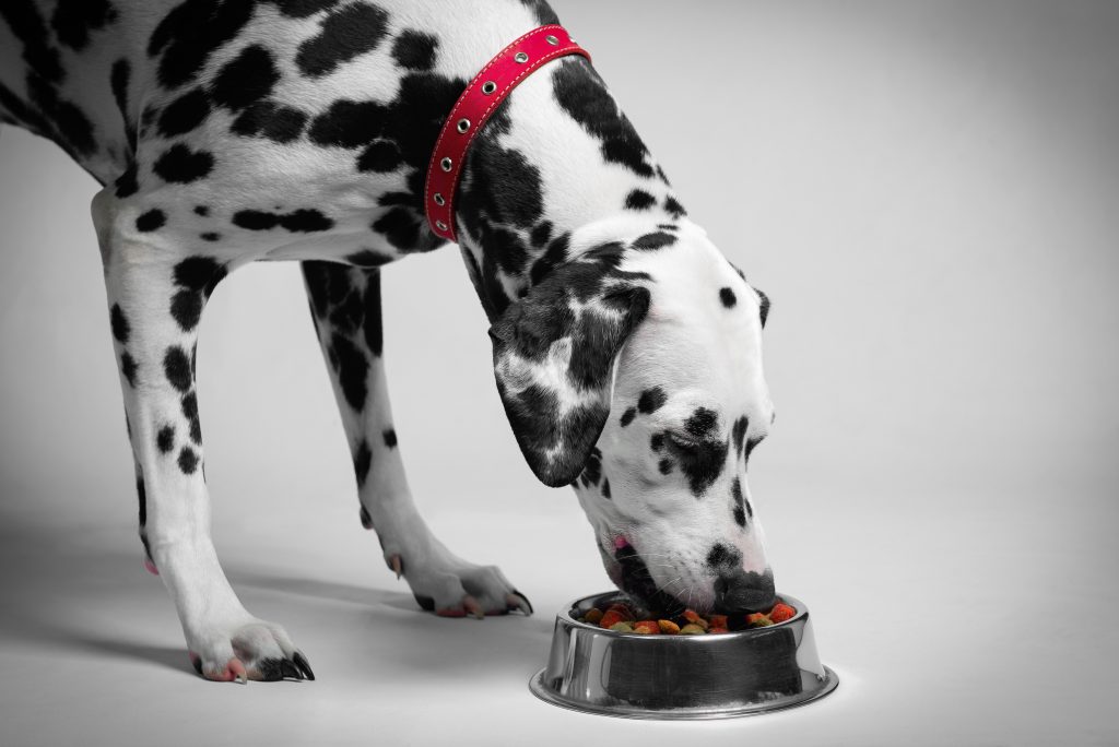 Do Dalmatians Shed? Tips for Families with Allergies The