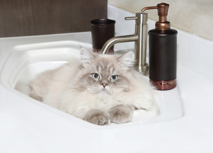 Himalayan cat laying