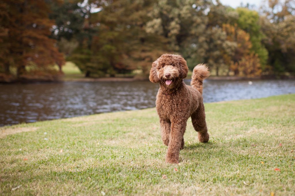 Are Labradoodles Hypoallergenic? Tips for Families with Allergies The