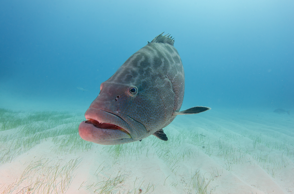 If Humans Don't See Air, Can Fish See Water?