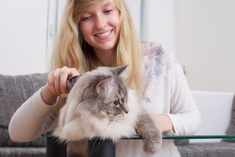 Are Ragdoll Cats Hypoallergenic? [15 Tips Against Allergy]