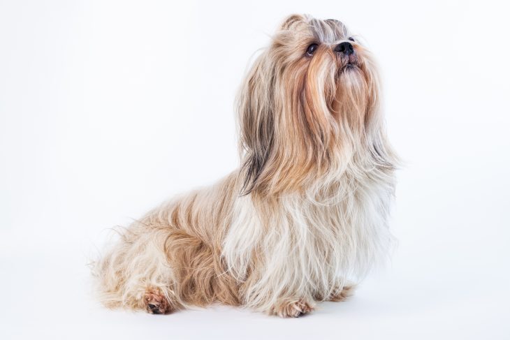 Do Shih Tzu Shed Tips For Families With Allergies The Pets And Love