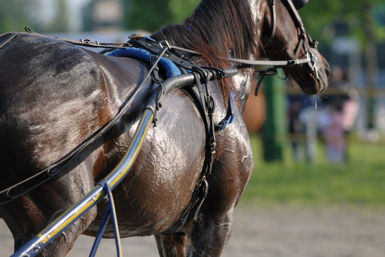 How do horses sweat? - The Pets and Love