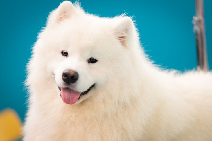 samoyed blowing coat