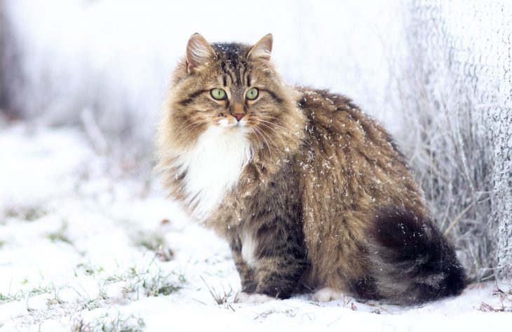 The Siberian Cat