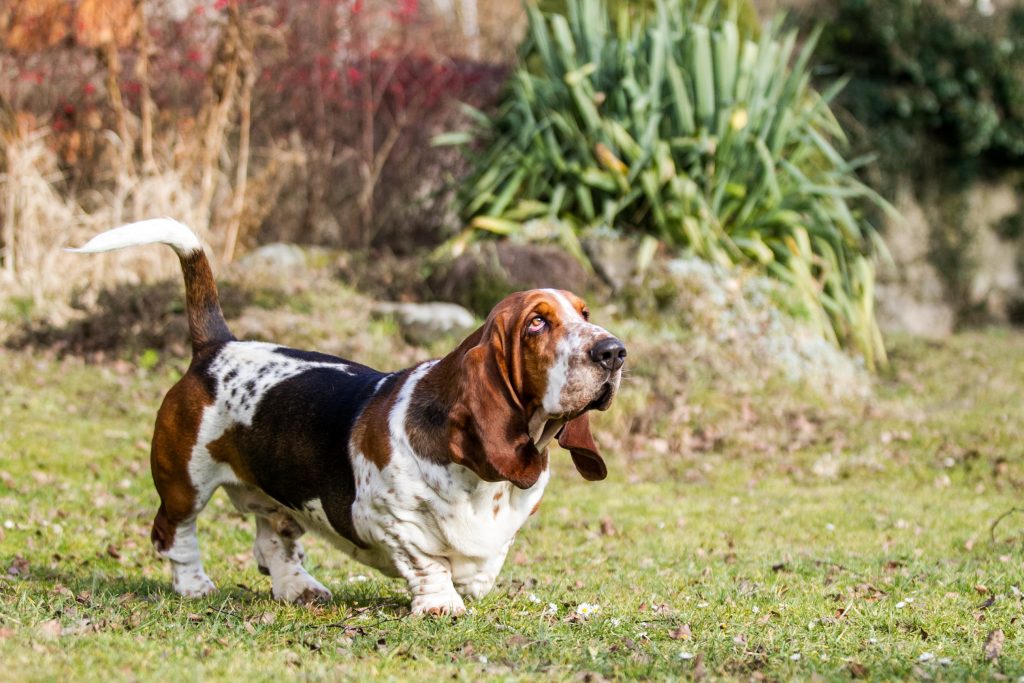 Are Basset Hounds good family dogs? The Pets and Love