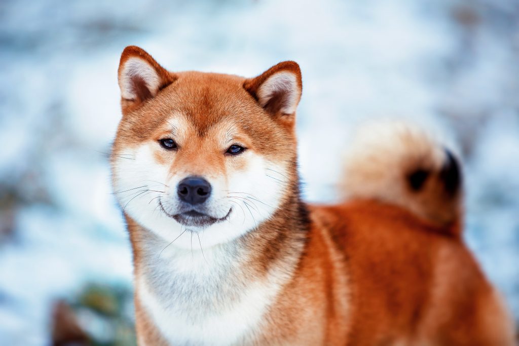 Do Shiba Inus shed? Tips for Families with Allergies The Pets and Love