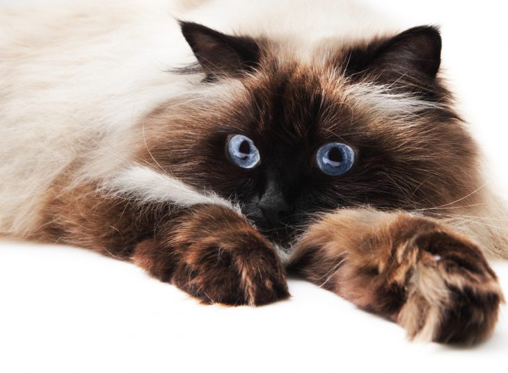 Himalayan cat laying