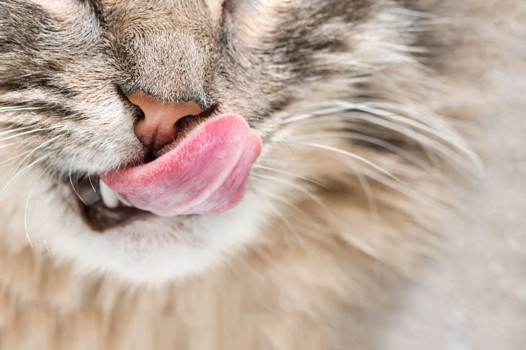 6 Facts You May Not Know About A Cat’s Tongue The Pets and Love