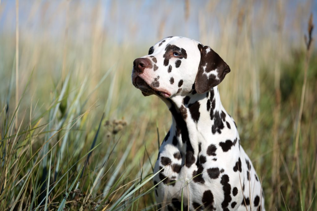 tricolor dalmatian