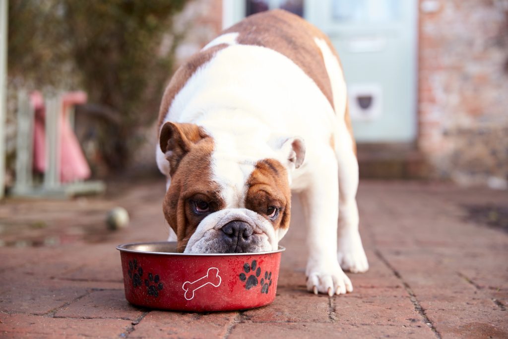 do bulldogs shed? - the pets and love