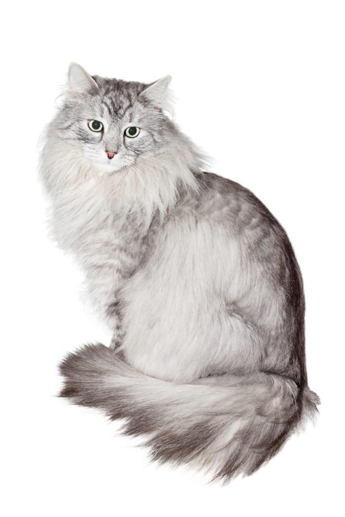 Siberian cat