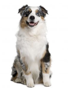 Are Australian Shepherds Good Family Dogs? - The Pets and Love