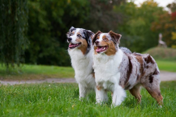 sagtmodighed Ikke moderigtigt Reskyd Are Australian Shepherds Good Family Dogs? - The Pets and Love