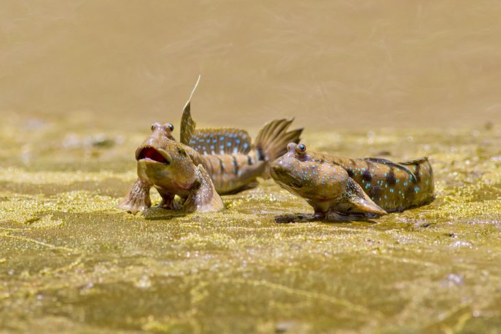 Mudskippers