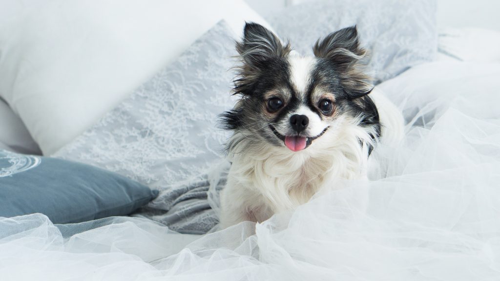 Do Chihuahuas Shed The Pets And Love