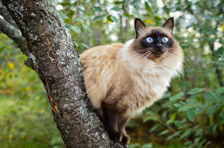 Balinese cat
