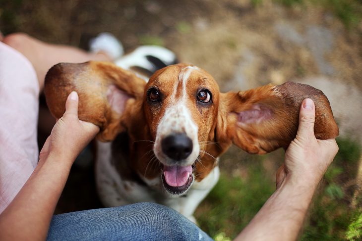 are basset hounds good pets