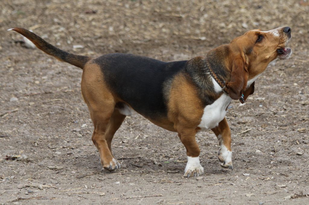 Are Basset Hounds good family dogs? The Pets and Love