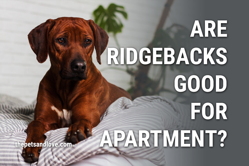 Are Rhodesian Ridgebacks Good House Dogs