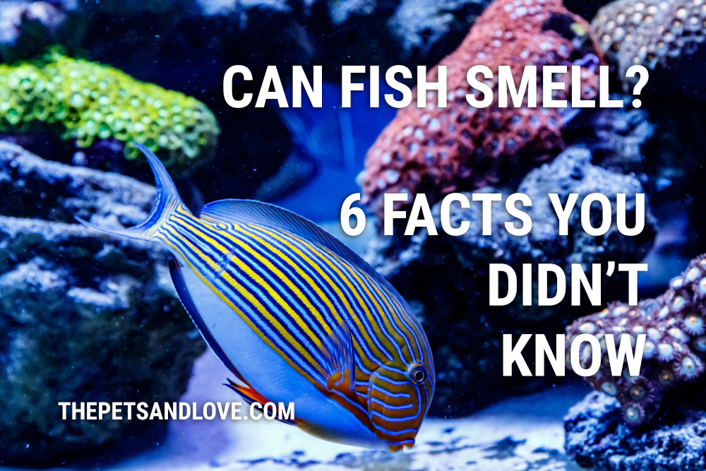 Can fish smell? 6 facts you didn’t know - The Pets and Love