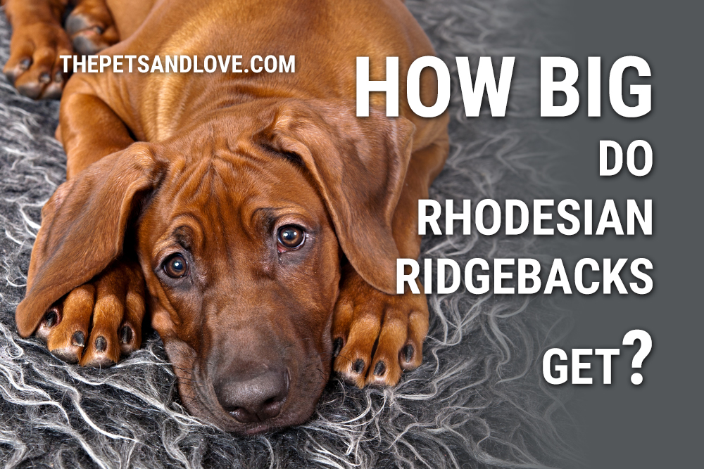 big rhodesian ridgeback