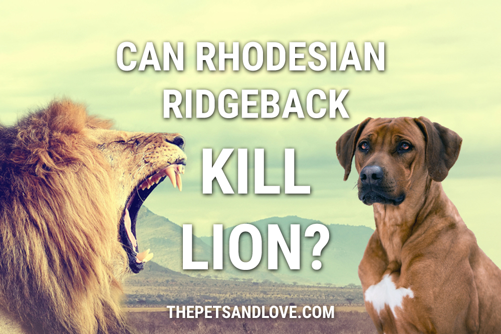 Can Rhodesian Ridgeback Kill A Lion? Is it a Lion Hunter ...