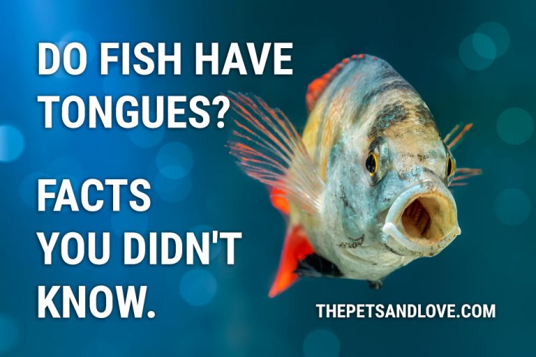 Do Fish Have Tongues? (Surprising Facts you should know)