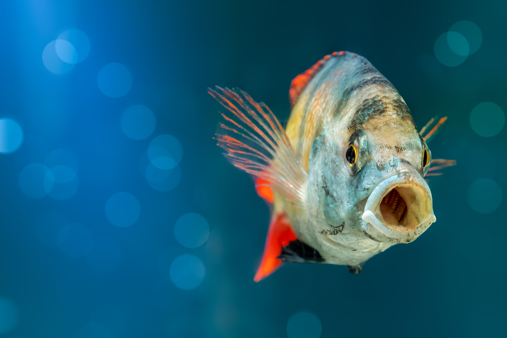 Do Fish Have Tongues? (Surprising Facts you should know)