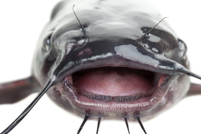 Do Fish Have Tongues? (Surprising Facts you should know)