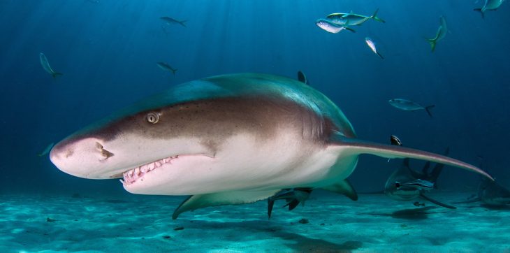 Lemon Shark