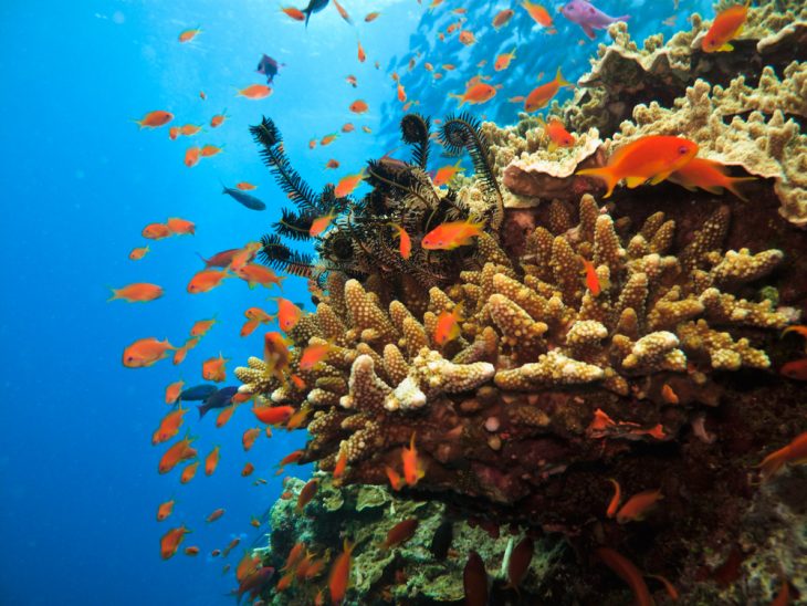 Underwater fish life on the great barrier reef 