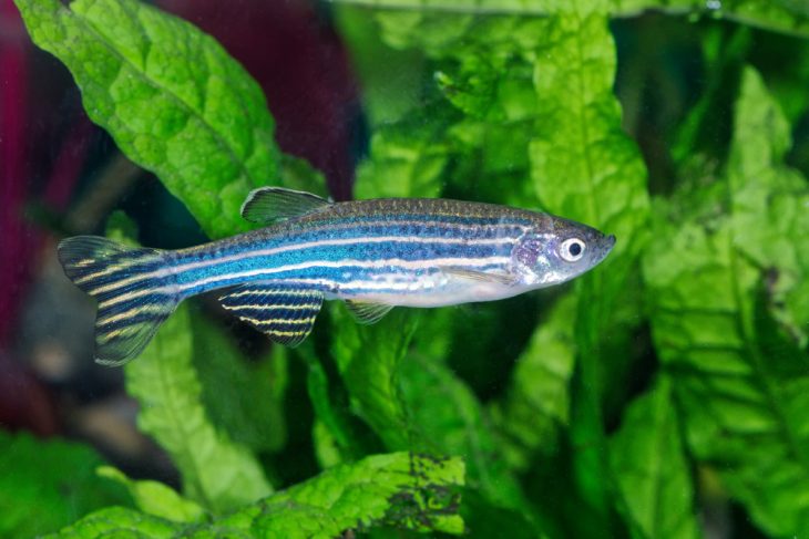 Zebrafish (Danio rerio) in planted aquarium