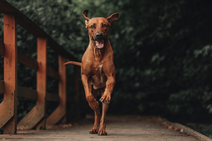 Rhodesian  Ridgeback running