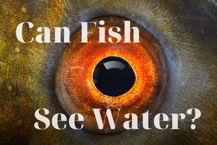 Les poissons peuvent-ils voir l'eau ?