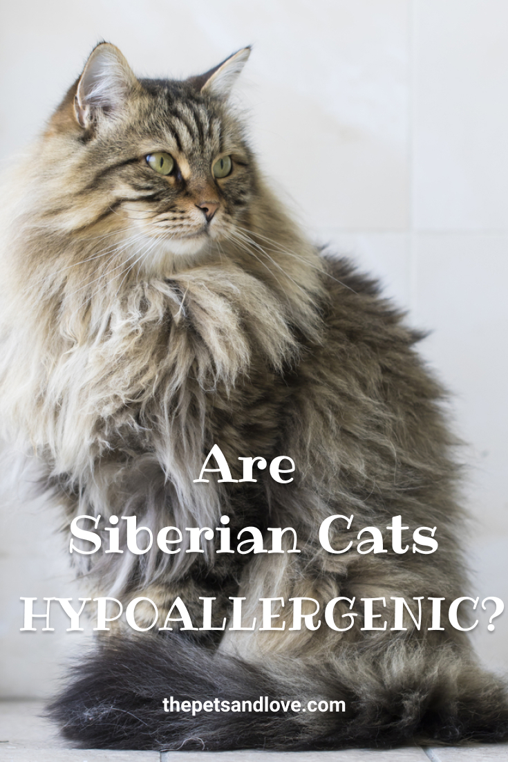 Are Siberian Cats Hypoallergenic Tips For Families With Allergies The Pets And Love