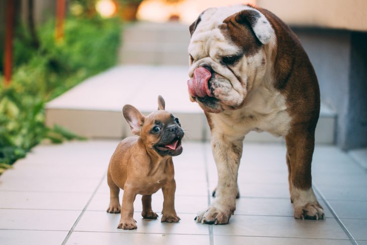 15 Things To Know Before Getting A Bulldog Puppy - The Pets and Love