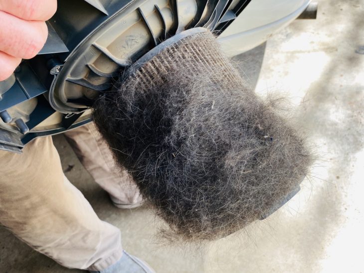 German shepherd fur