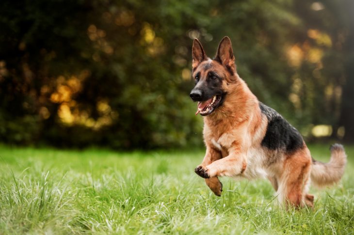 German Shepherd Running on the grass