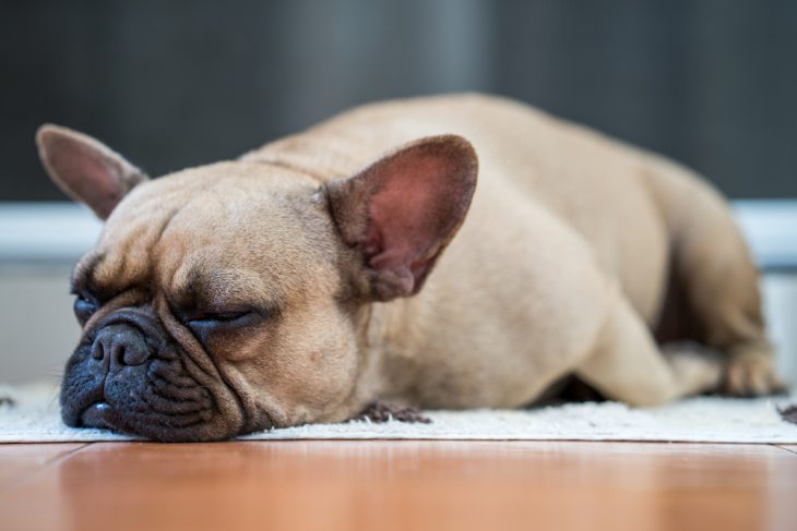 9 Things To Know Before Getting A French Bulldog Puppy