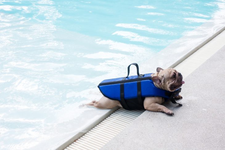 French bulldogs can not swim