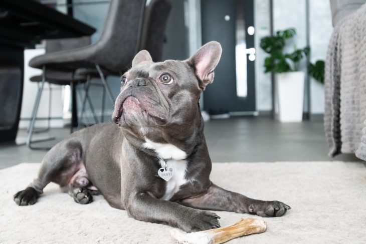 French bulldog in apartment
